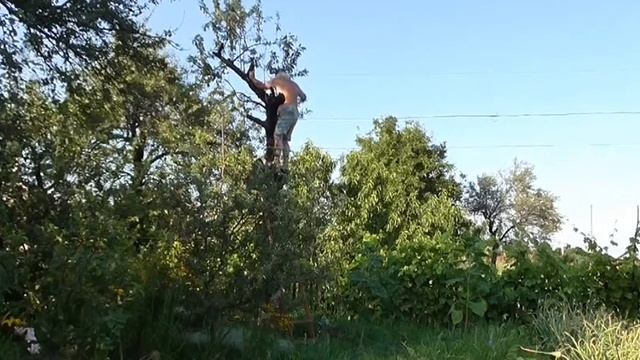 Как я рвал черешни на самой макушке дерева смотреть онлайн