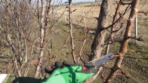 Простая обрезка абрикоса!