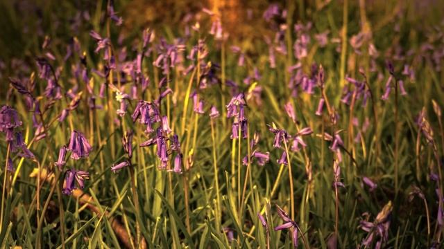 Photographing Bluebells at Tiddesley Wood | Pershore Worcestershire | Geoff Moore Photography