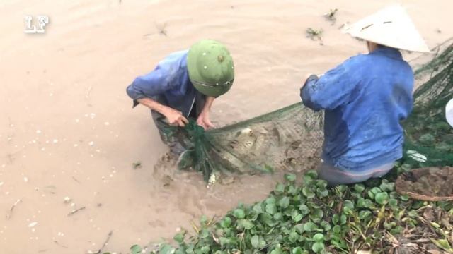 (P2) - Amazing Big Fish Catching Skill Traditional Net Catch Fishing in The River. Part 2 смотреть онлайн