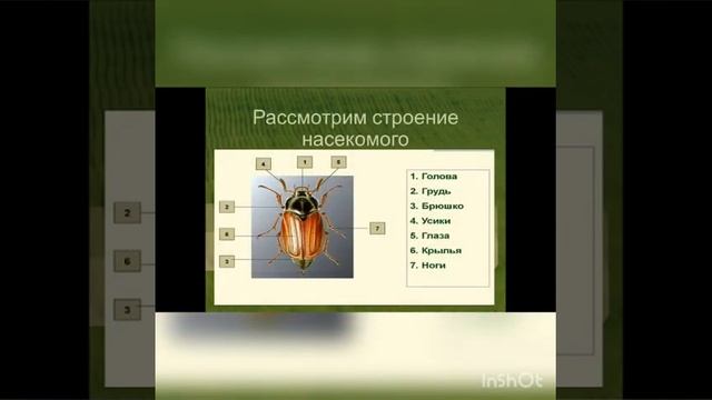 Лепка: насекомые
