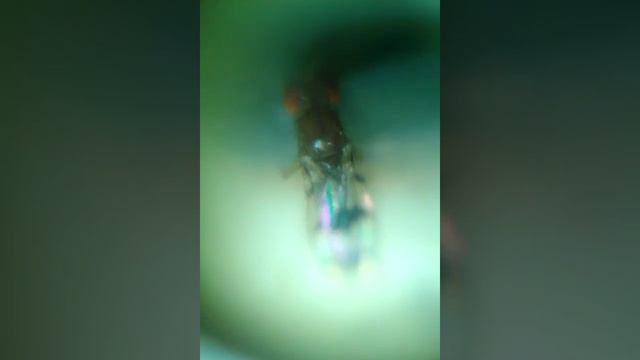 2мм. плодовая мушка под микроскопом смотреть онлайн