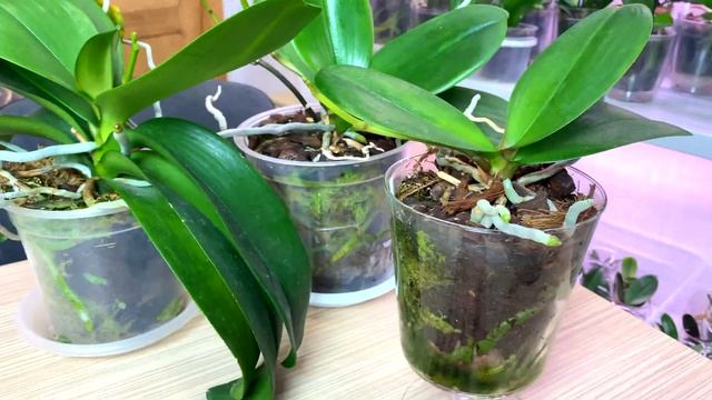 орхидеи ДЕФИЦИТНЫЕ закоренились и зацветоносились ОБЗОР редких орхидей Легато в разном цветении смотреть онлайн