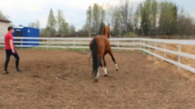 Ахалтекинец. Калгановский конный завод смотреть онлайн