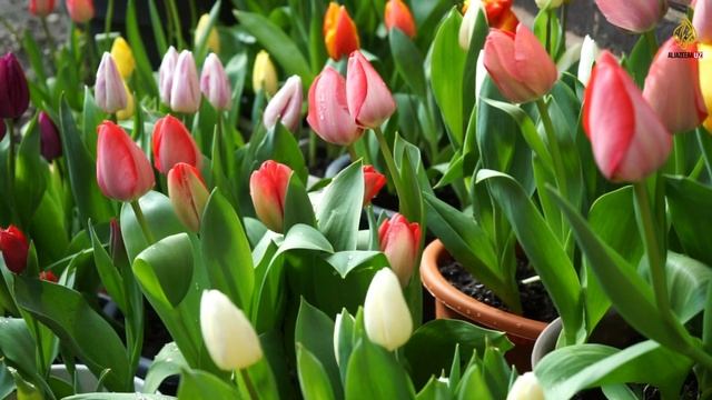 Азан Макка Мархамат Тингланг смотреть онлайн