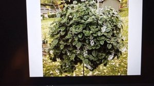 Плектрантус в горшечном садике. Размножение и укоренение плектрантуса черенками. Композиции.