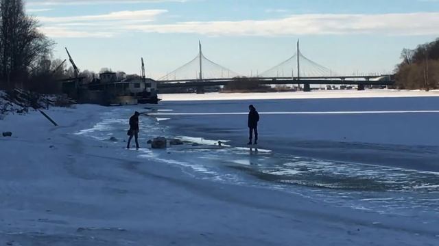 Брачные игры ящерицы и лося