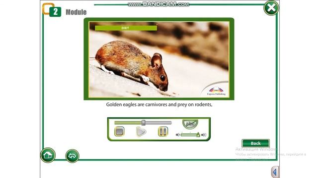 Action11 Module2 p22 video about eagle смотреть онлайн