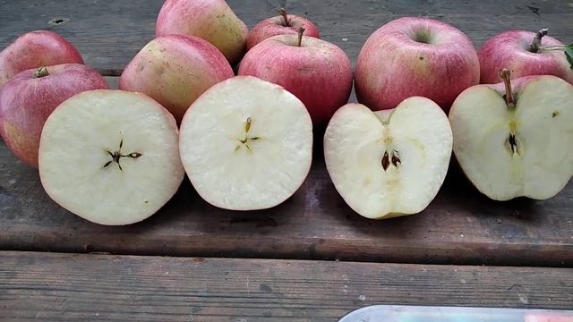 Кідс Оранж Ред (Kidds Orange Red apple variety) в моєму саду (рік посадки 1978) смотреть онлайн