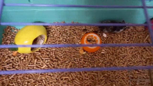 побег хомяка из клетки