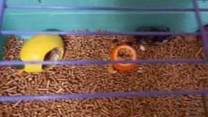 побег хомяка из клетки