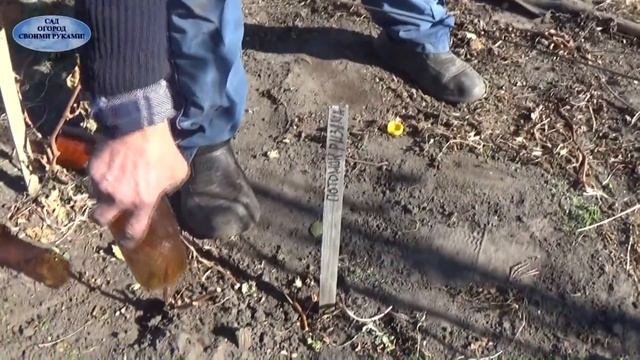 КАК ОБРЕЗАТЬ И УКРЫТЬ ОДНОЛЕТНИЙ ВИНОГРАД! САМЫЙ ЛУЧШИЙ СПОСОБ!!!! смотреть онлайн