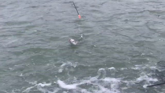 Форель по открытой воде в феврале. РК Фишка Петряиха смотреть онлайн