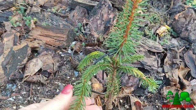 Хвойные с контейнера p9 после морозов. смотреть онлайн