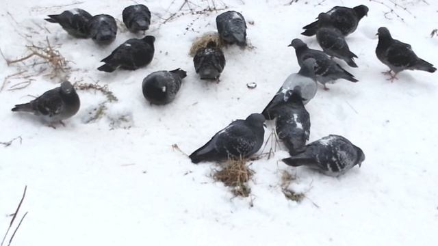 Птицы в парке смотреть онлайн