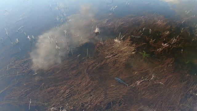 Сазан зашел на нерест смотреть онлайн