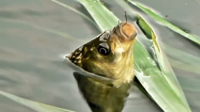 Три речные рыбы, которые вы точно узнаете по поклевке!