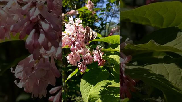 Butterfly drinking from lilac смотреть онлайн