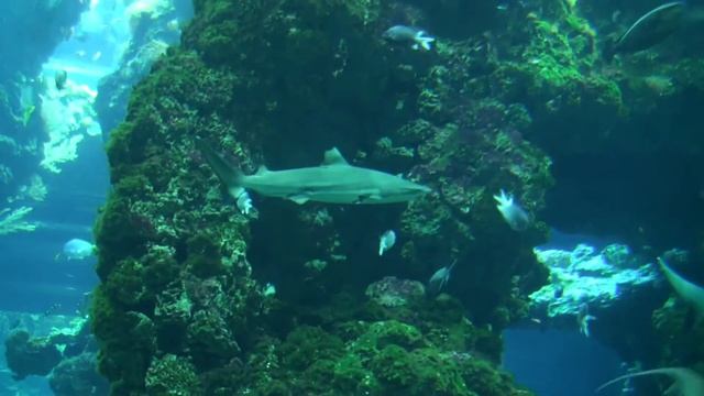 The Oceanographic Museum of ?? MONACO | Musée Océanographique de Monaco смотреть онлайн