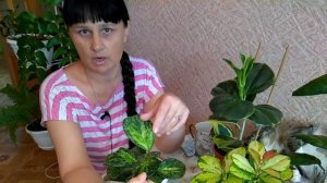 АНАПА Мои любимые хойи  // Советы по уходу за хойями