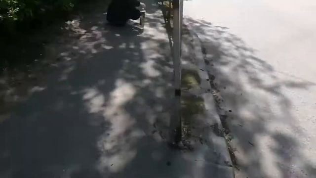 яйцо димы+жесткий понос+кавер