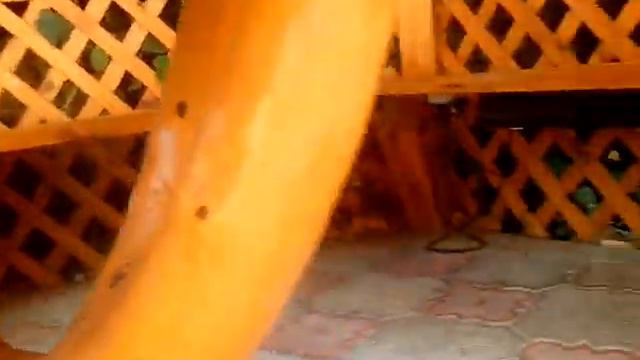 Анатолий чешется (номер 2) смотреть онлайн