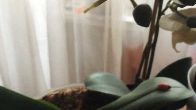 ОРХИДЕИ (Мини-Фильм) смотреть онлайн