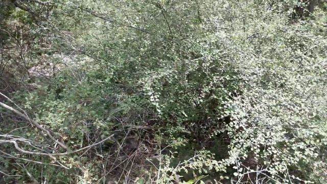 Сари Хосор смотреть онлайн