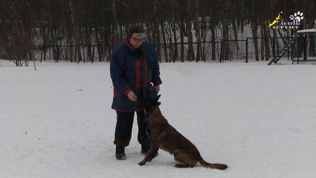 Команда сидеть, усаживание с движения наведением, три варианта отдачи корма собаке смотреть онлайн