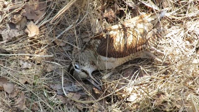 Квадроцикл Стелс Леопард 500 YS подранок на Юркиной горе смотреть онлайн