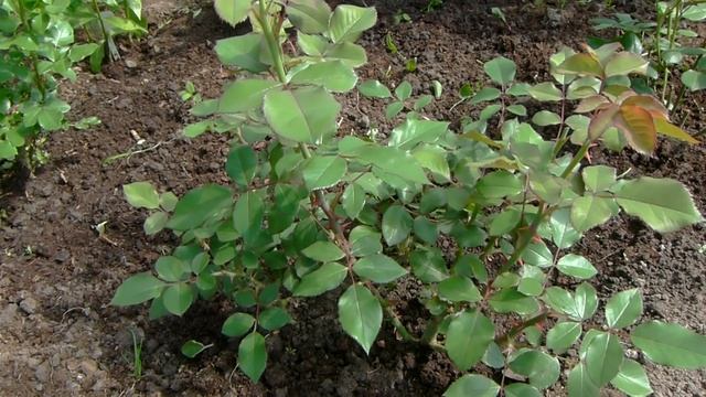 Подкормка молодых роз посаженных весной 2020года.Чем подкормить и когда?Список удобрений в ком-риях смотреть онлайн