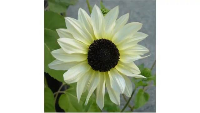 MUST SEE Spring Growing Season 2018 Reviews! Package Of 85 Seeds, Firecracker Sunflower (Helianth..