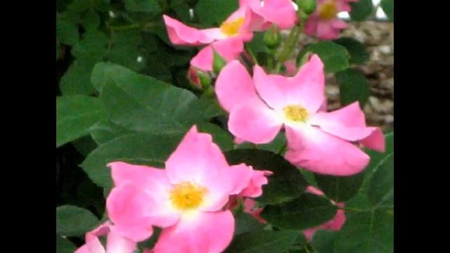 'To a Wild Rose' from 'Woodland Sketches Op.51' by Edward MacDowell, Hal Freedman, pianist смотреть онлайн