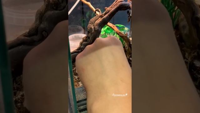 Как приручить дракона ? #экзоменю #ящерица #дракон смотреть онлайн