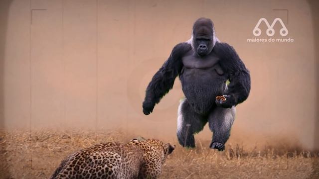 QUANDO O LEOPARDO ATACA O GORILA смотреть онлайн