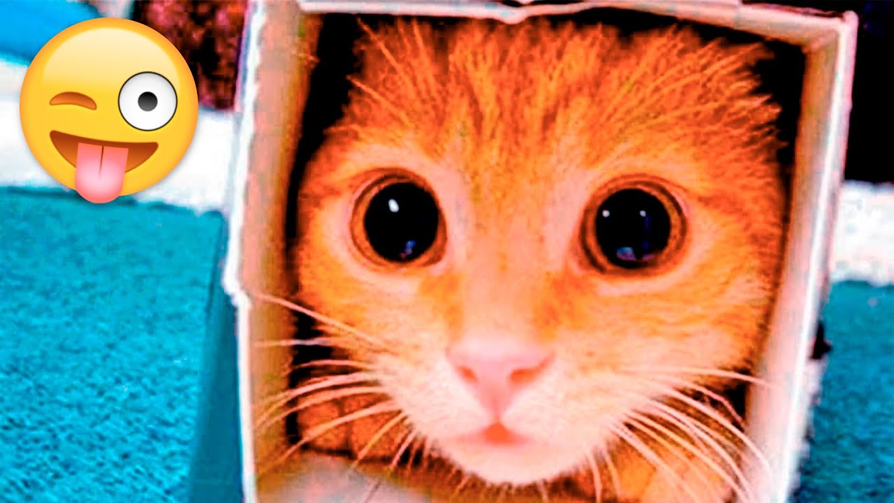 Самые смешные видео с животными - Лучшие видео о сумасшедших кошках? и веселых собаках? 2022!