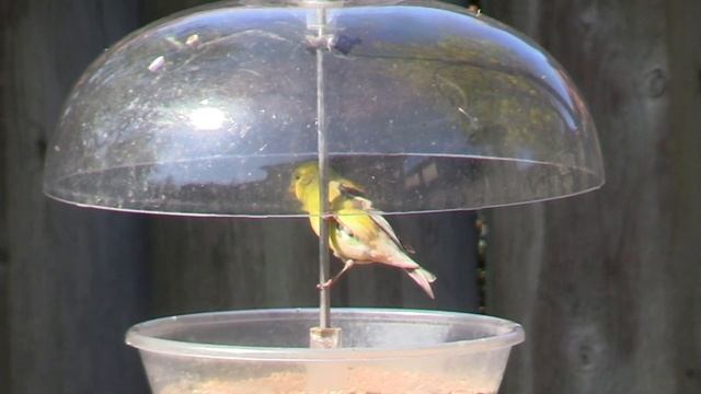 Red Cardinal Bird Sound смотреть онлайн
