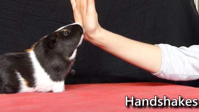 Amazing Guinea Pigs Tricks (with Twix and Lilo) смотреть онлайн
