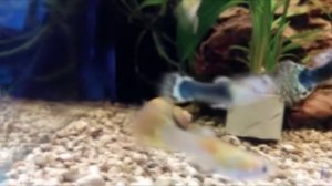 Сом таракатум. О содержании и уходе. Аквариум.