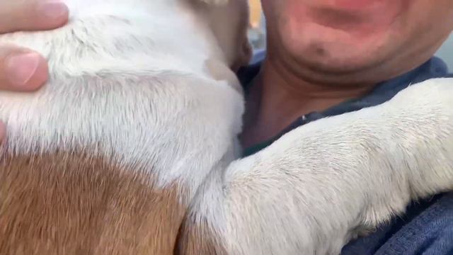 У нас новая девочка в питомнике, но не французский бульдог, а кто же? смотреть онлайн