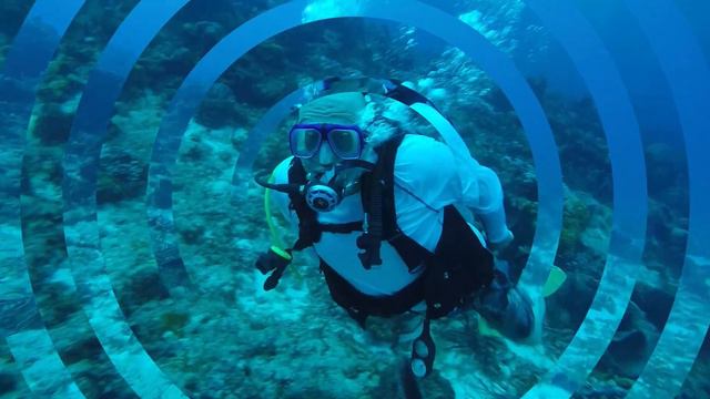 Borux diving in Cozumel - August 2023 смотреть онлайн