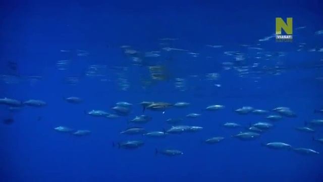 Мировой океан,его тайны и красоты! смотреть онлайн