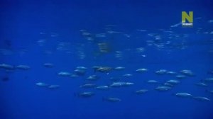 Мировой океан,его тайны и красоты!