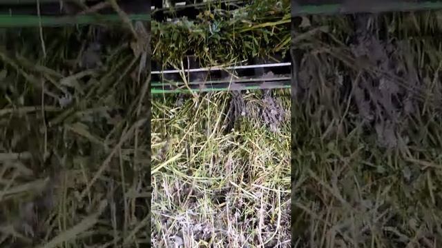 Мещера косит всё? ....... смотреть онлайн