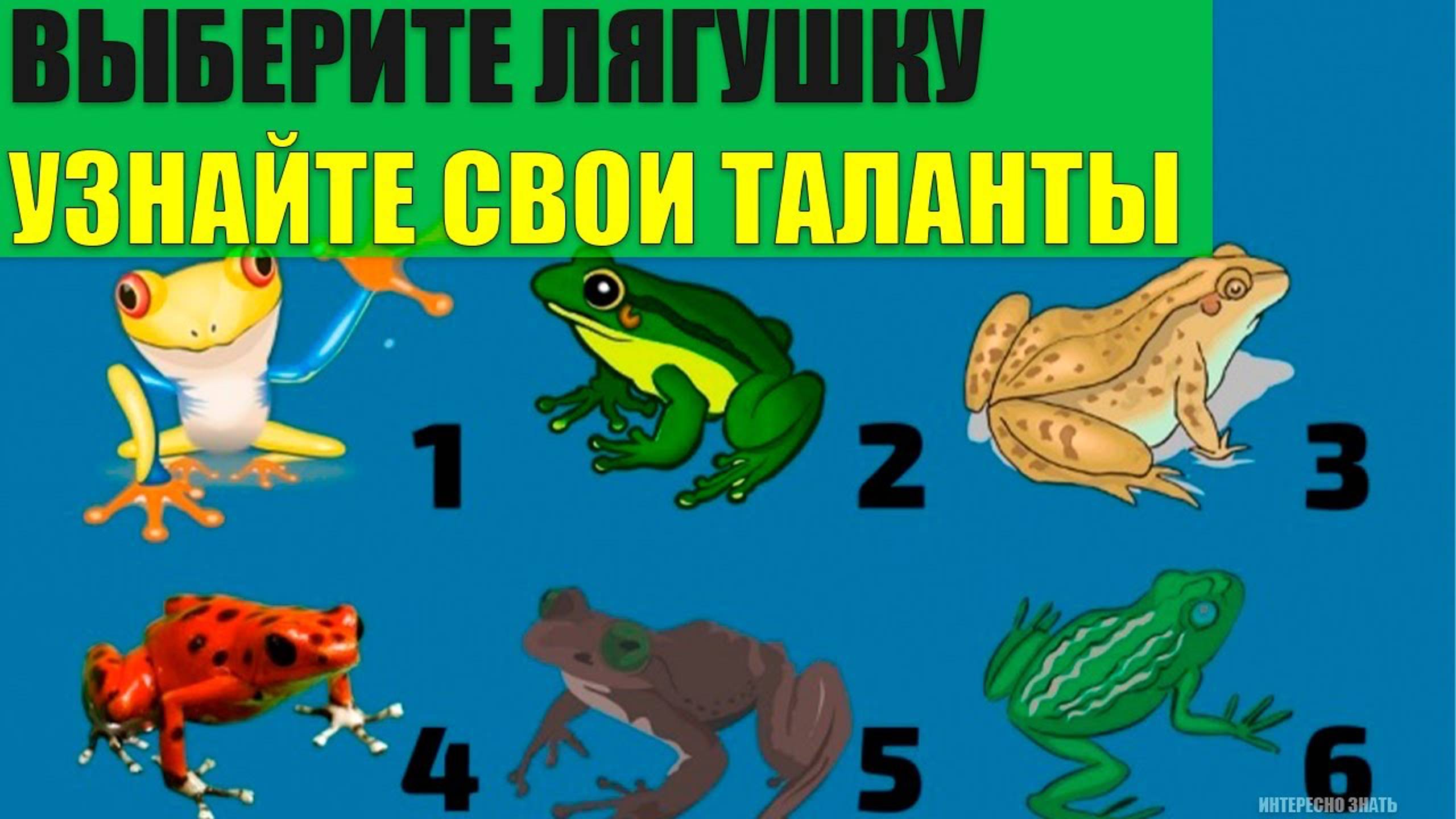 Выберите лягушку и узнайте в какой сфере лучше применить свои таланты смотреть онлайн