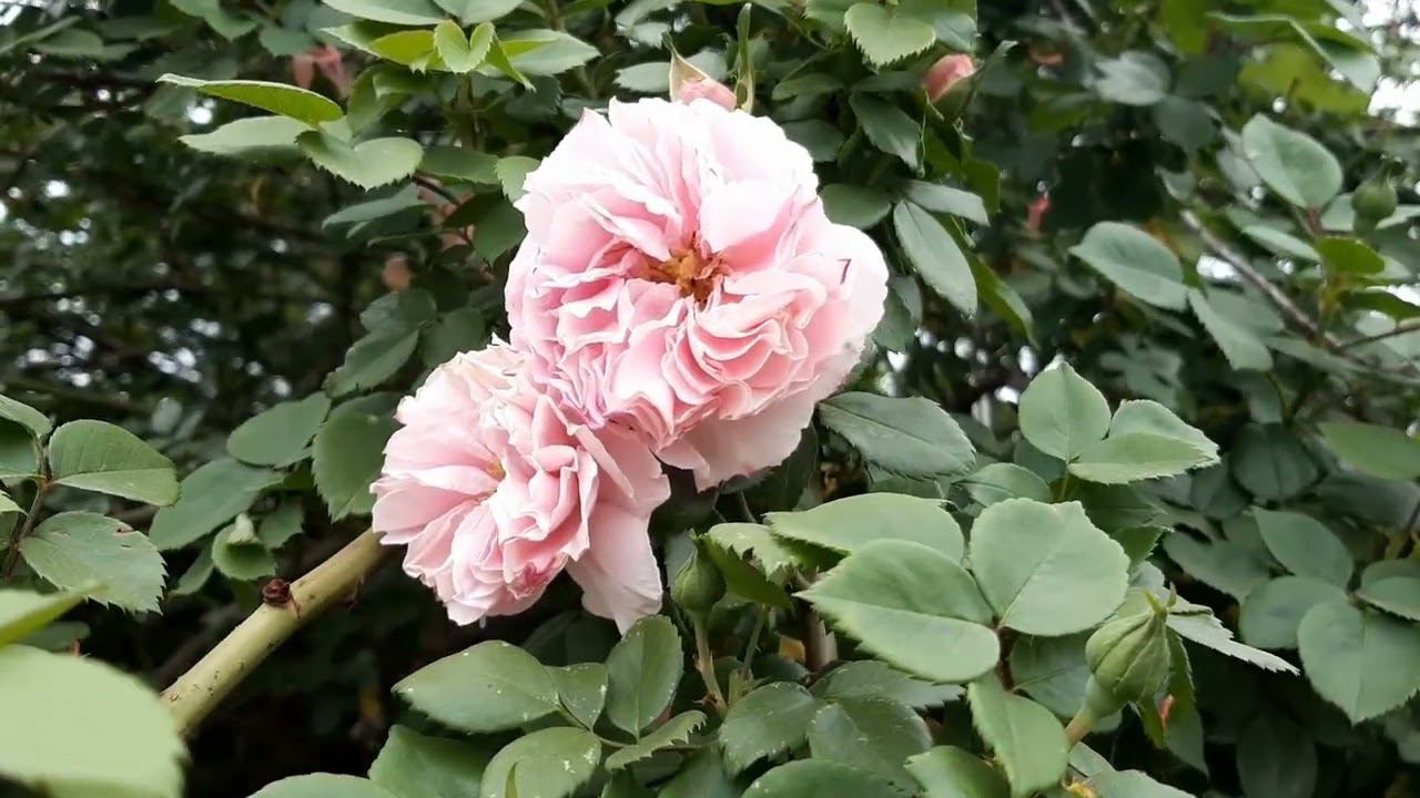 Розы мои, розоньки - слёзы мои, слёзоньки... смотреть онлайн