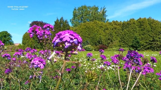 ПОЮЩИЕ ПТИЦЫ-ЗАЛОГ ЗДОРОВЬЯ,А БОЖЕСТВЕННАЯ ПРИРОДА ИСТОЧНИК РАДОСТИ И ГАРМОНИИ ДУШИ И ТЕЛА. смотреть онлайн