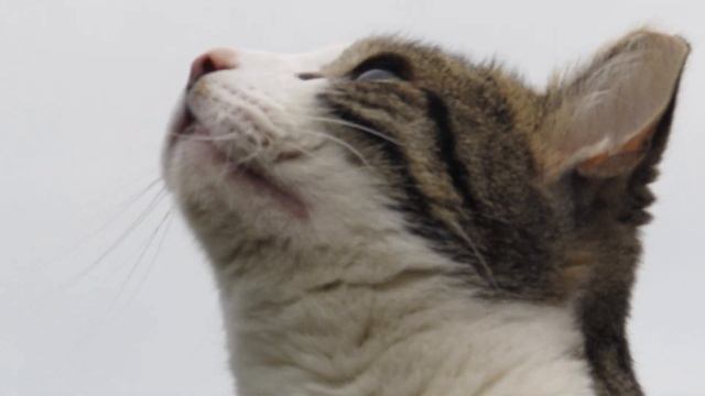 Canon PowerShot SX510 HS смотреть онлайн