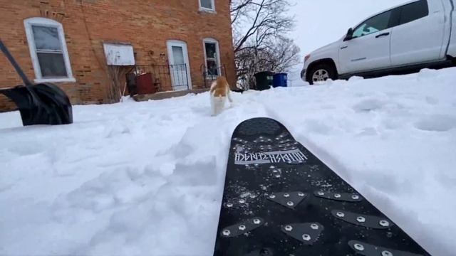 Taddy Skates- Best Cat Snowskate Video Ever! "Hustle To Meowtivate" смотреть онлайн