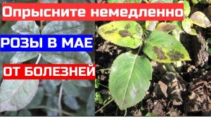 Розы почернели - их можно спасти. Идеальный препарат для опрыскивания роз от болезней